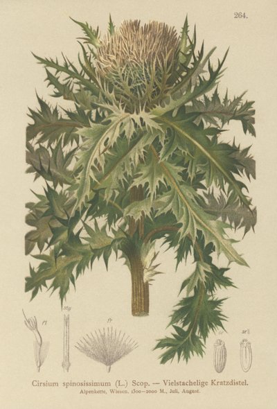 Spiniest Thistle by German School
